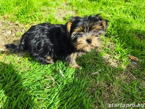 Yorkshire terrier kiskutyák keresik szerető gazdijukat - kép 5