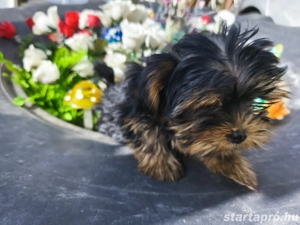 Yorkshire terrier kiskutyák keresik szerető gazdijukat - kép 2