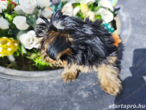 Yorkshire terrier kiskutyák keresik szerető gazdijukat - kép 3