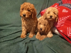 Uszkár kölykök eladóak