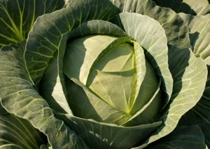 Étkezési Fejes Káposzta Eladó !