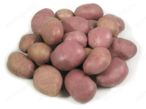 Vetőburgonya Eladó!