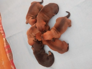 Törpe tacskókiskutyak