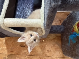 Maine Coon kiscicák - kép 4