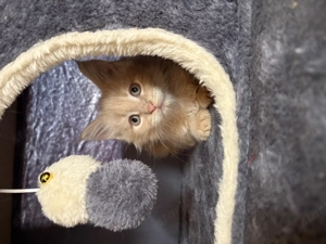 Maine Coon kiscicák - kép 5