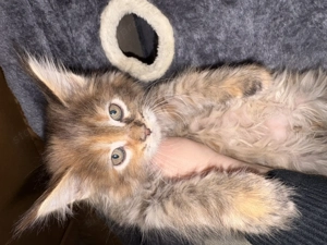 Maine Coon kiscicák - kép 6