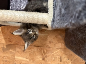 Maine Coon kiscicák - kép 7