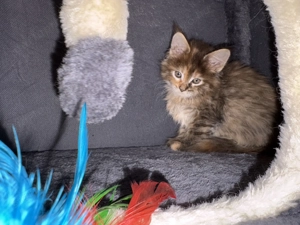 Maine Coon kiscicák - kép 2