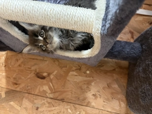 Maine Coon kiscicák - kép 9