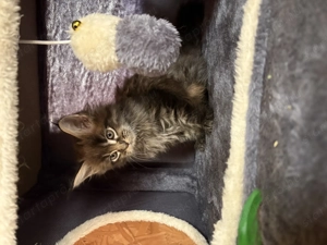 Maine Coon kiscicák - kép 8