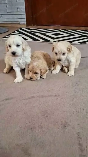 Maltipoo fajta jellegű kan kiskutyák foglalhatóak - kép 6