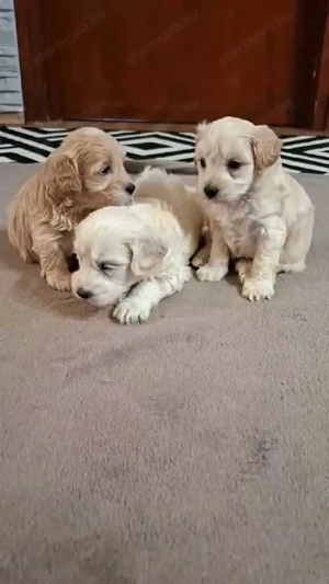Maltipoo fajta jellegű kan kiskutyák foglalhatóak - kép 3