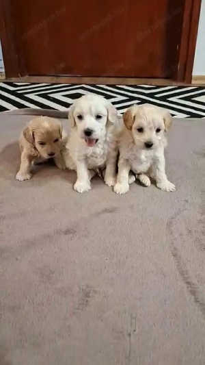 Maltipoo fajta jellegű kan kiskutyák foglalhatóak - kép 5