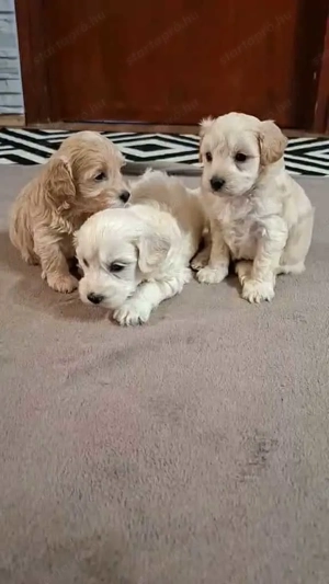 Maltipoo fajta jellegű kan kiskutyák foglalhatóak - kép 2