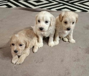 Maltipoo fajta jellegű kan kiskutyák foglalhatóak - kép 7