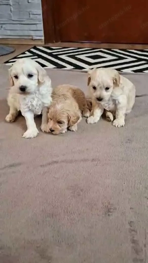 Maltipoo fajta jellegű kan kiskutyák foglalhatóak - kép 4
