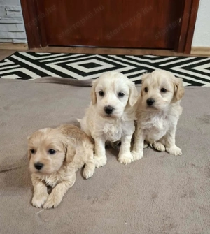 Maltipoo fajta jellegű kan kiskutyák foglalhatóak - kép 8