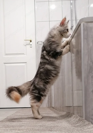 Maine Coon cicák  - kép 2