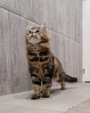 Maine Coon cicák  - kép 7