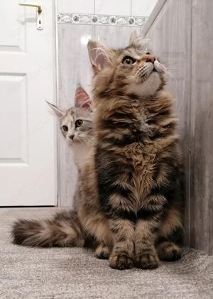 Maine Coon cicák  - kép 8
