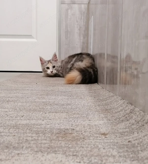 Maine Coon cicák  - kép 3