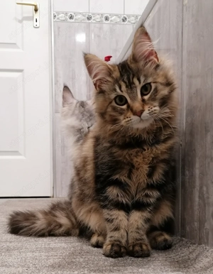 Maine Coon cicák  - kép 6