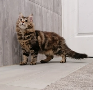 Maine Coon cicák  - kép 5