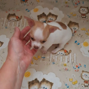 Tündéri,  mini méretű csivava kiskutya álomgazdira vár - kép 2