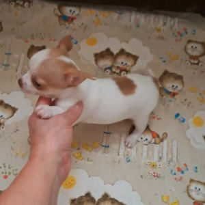 Tündéri,  mini méretű csivava kiskutya álomgazdira vár - kép 3