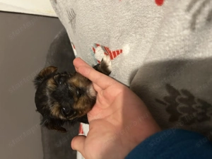 Yorki kislányok költöznének!