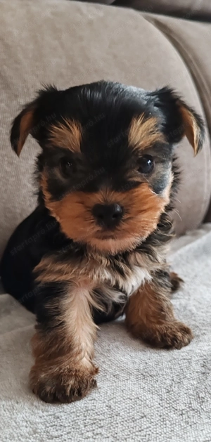 Vasárnapig Yorkshire terrier kiskutyák 