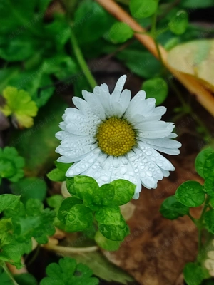 Partnerem keresem hosszú távra! - kép 2