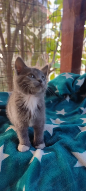 Maine coon keverék kiscicák eladók - kép 2