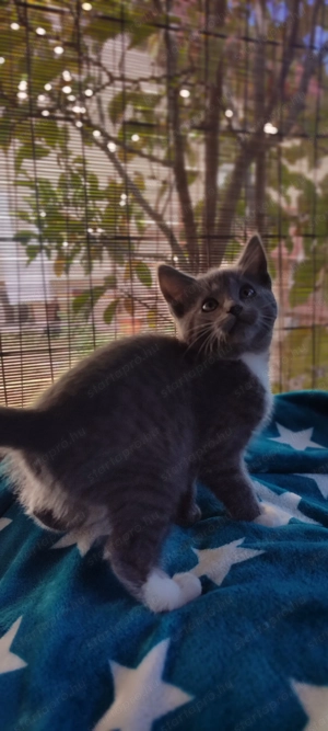 Maine coon keverék kiscicák eladók - kép 3