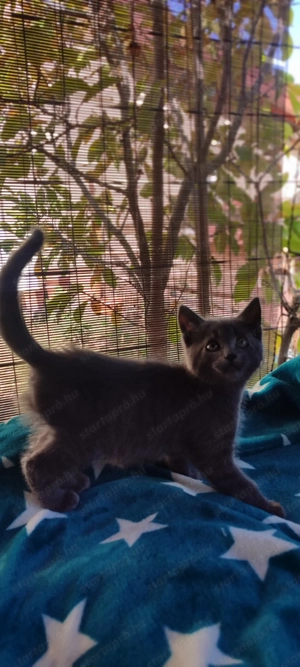 Maine coon keverék kiscicák eladók - kép 5