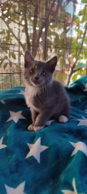 Maine coon keverék kiscicák eladók - kép 4