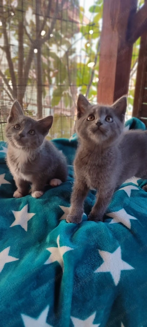 Maine coon keverék kiscicák eladók - kép 6