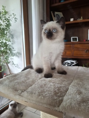 Brit rövidszőrű cicák