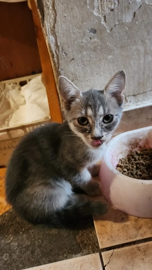 Cirmos cica szerető új gazdáját keresi! (Ingyen) - kép 4