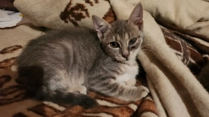 Cirmos cica szerető új gazdáját keresi! (Ingyen)