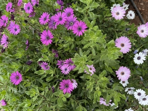 Minőségi diszkrét kapcsolat