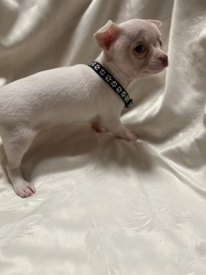 Csivava kiskutya eladó 