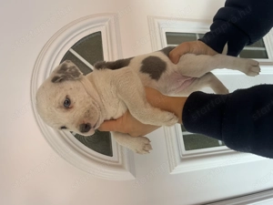 Staffordshire kölykök - kép 2