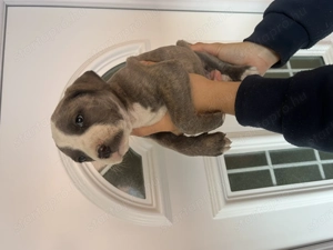 Staffordshire kölykök - kép 3