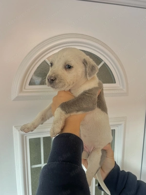 Staffordshire kölykök - kép 4