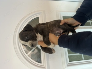 Staffordshire kölykök - kép 5