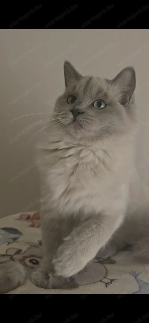 Törzskönyves Cherubim különleges nőstény - kép 3