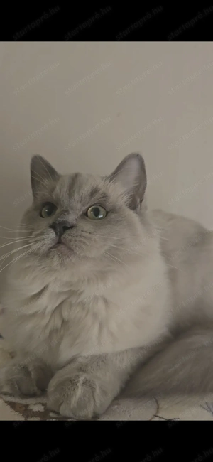 Törzskönyves Cherubim különleges nőstény - kép 2