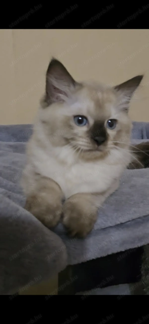 Ragdoll  Cherubim törzskönyves babák - kép 3