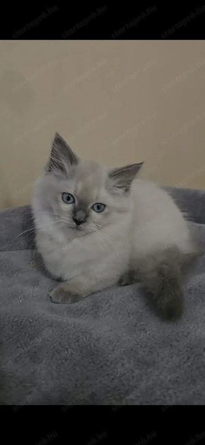 Ragdoll  Cherubim törzskönyves babák - kép 2